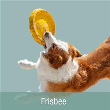  Hundefrisbee - Frisbeescheiben für...