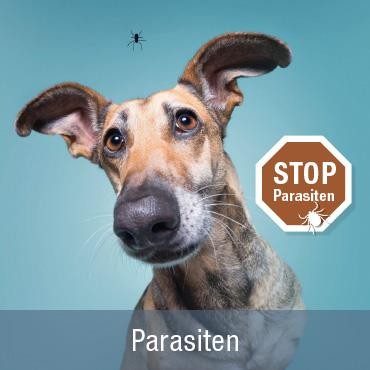  Gegen Parasiten am Hund - Flöhe,...