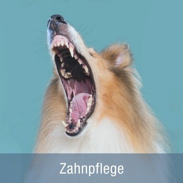  Zahnpflege für den Hund: Regelmäßige...