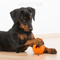 Major Dog® Snack Ei klein - Intelligenzspielzeug
