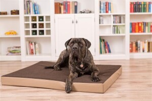 Von Hohenstein® Orthopädisches Hundebett Loden + Beige L 100x120x10cm