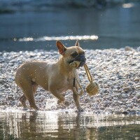 Treusinn® Tau Hundespielzeug BOLLY Hanf - schwimmfähig