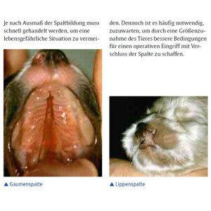 Das Hundezahnbuch - Dr. med. vet. Markus Eickhoff
