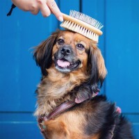 LILA LOVES IT® Doppelseitige Hundebürste - vegan