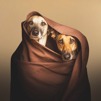 Hundebetten & Decken